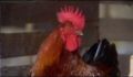 dr dolittle 3-avi_501.jpg